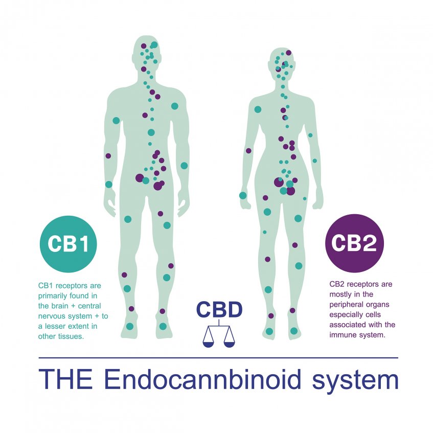 How does CBD work?